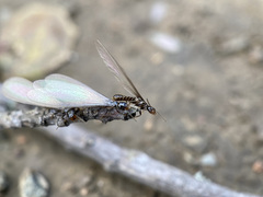 Reticulitermes hesperus