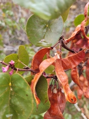 Cercis occidentalis