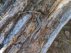 Plestiodon skiltonianus