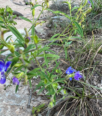 Trichostema setaceum