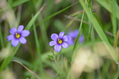 Sisyrinchium scabrum