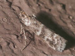 Sciota subcaesiella