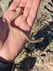 Hypsiglena chlorophaea