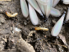 Reticulitermes hesperus