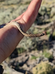 Hypsiglena chlorophaea