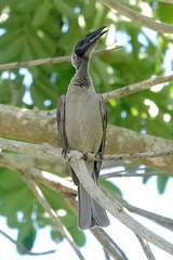 Philemon buceroides