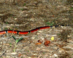 Micrurus distans