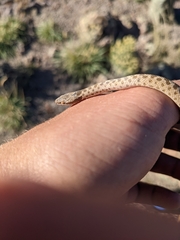 Hypsiglena chlorophaea