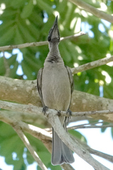 Philemon buceroides