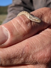 Hypsiglena chlorophaea