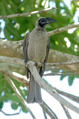 Philemon buceroides
