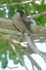 Philemon buceroides