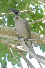 Philemon buceroides