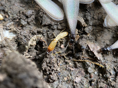 Reticulitermes hesperus