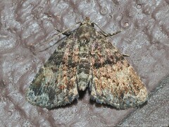 Metalectra richardsi