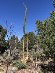 Agave utahensis kaibabensis