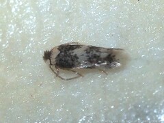 Stigmella nigriverticella