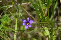Sisyrinchium scabrum