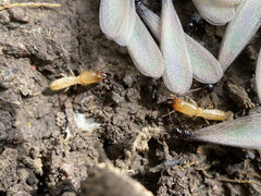 Reticulitermes hesperus