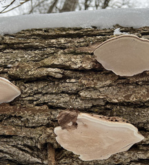 Ganoderma applanatum