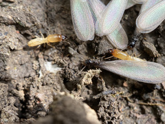 Reticulitermes hesperus