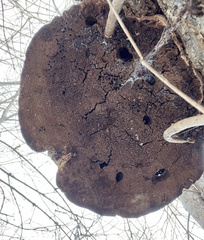 Ganoderma applanatum