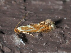 Philonome clemensella