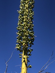 Agave utahensis kaibabensis