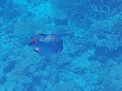 Abudefduf whitleyi