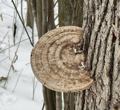 Ganoderma applanatum