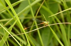 Ceriagrion cerinorubellum