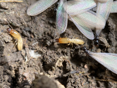 Reticulitermes hesperus