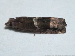 Eucosma parmatana
