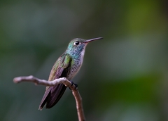 Chrysuronia versicolor