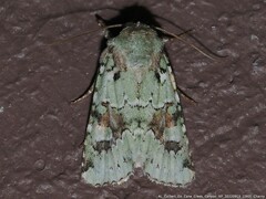 Lacinipolia laudabilis