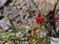 Cymopterus lemmonii