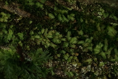 Fissidens osmundioides