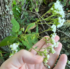 Eupatorieae