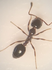 Monomorium