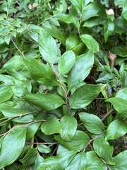 Vaccinium corymbosum