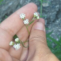 Florestina tripteris
