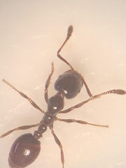 Monomorium