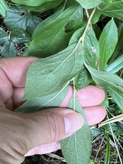 Vaccinium corymbosum