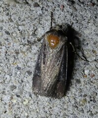 Agrotis