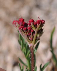 Cymopterus lemmonii