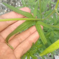 Florestina tripteris