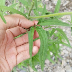 Florestina tripteris
