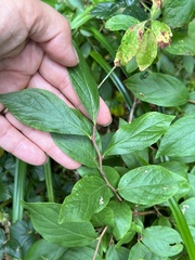 Vaccinium corymbosum