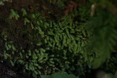 Fissidens osmundioides