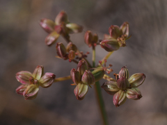 Cymopterus lemmonii